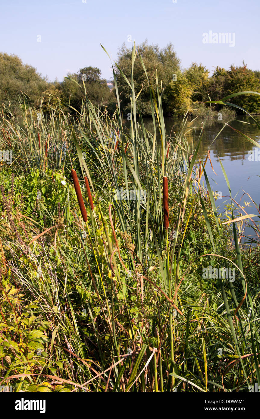 Reed rush bed hires stock photography and images Alamy