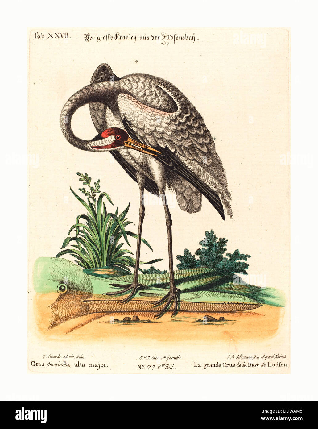 Johann Michael Seligmann after George Edwards (German, 1720  1762 ), Grus Americana, alta major, hand colored etching Stock Photo