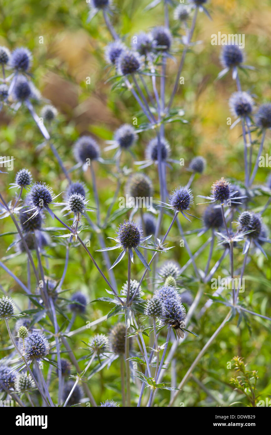 Echinops ritro Veitch's Blue flower Stock Photo