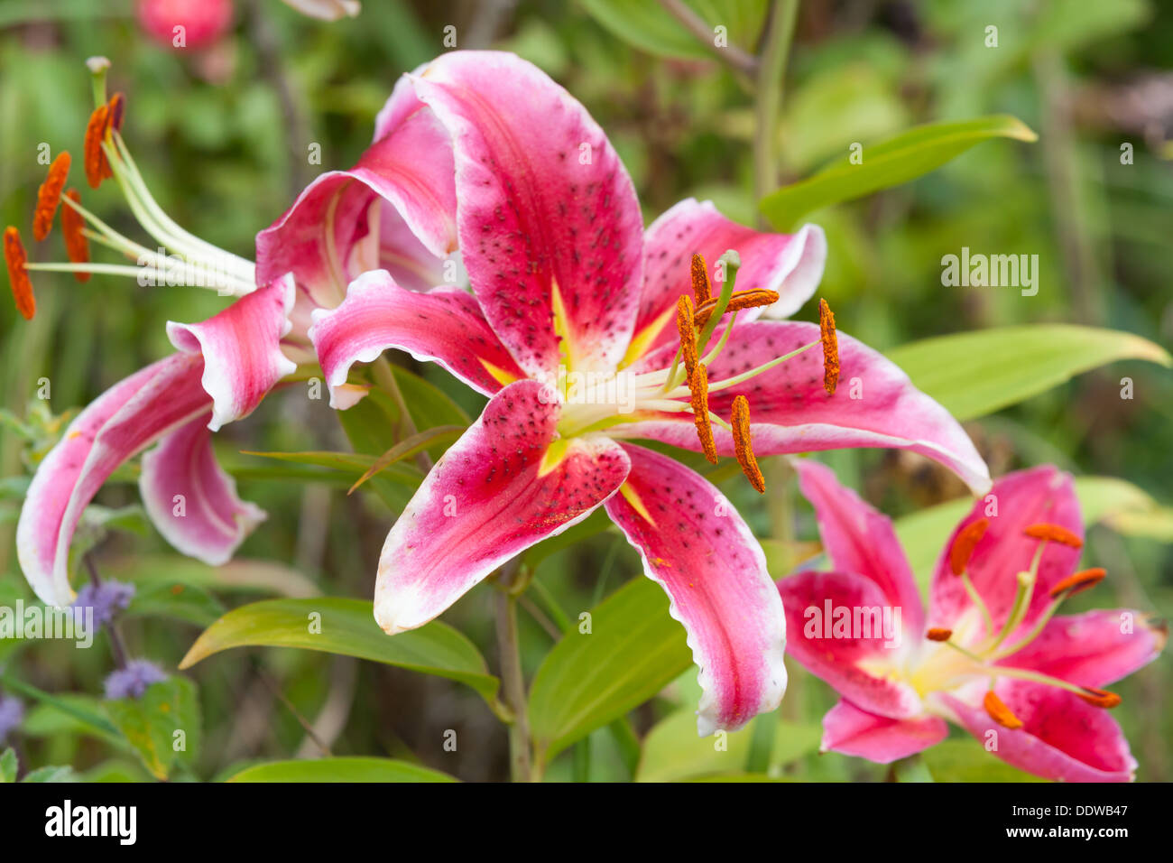 Red lily hi-res stock photography and images - Alamy