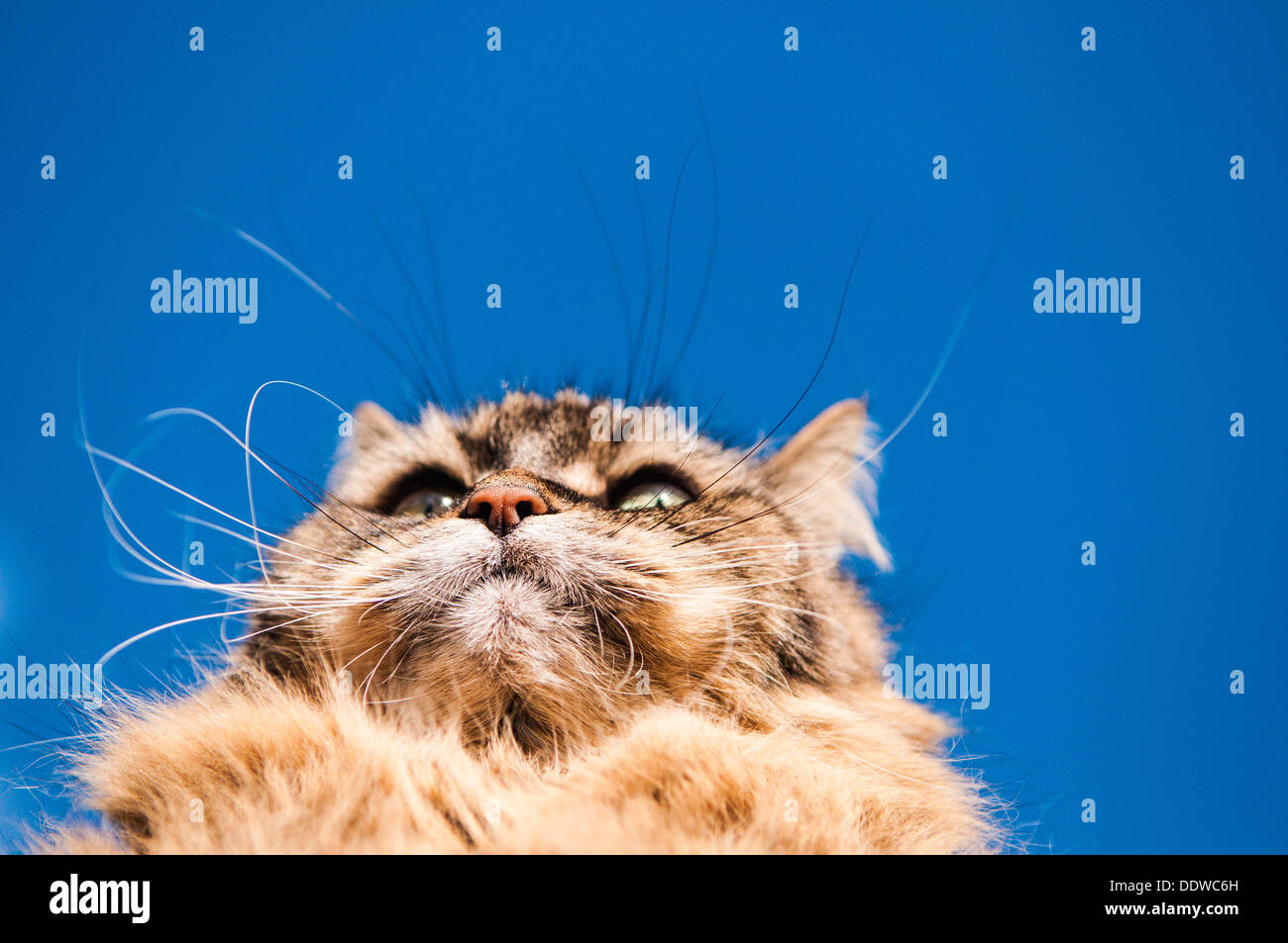Furry pet cat portrait Stock Photo