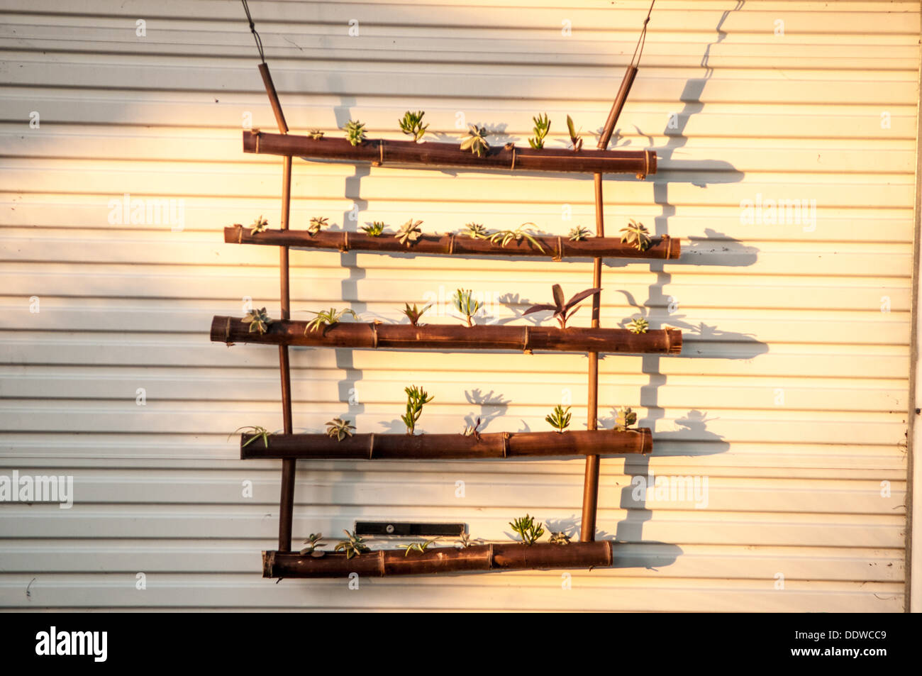 Hanging bamboo & succulent garden, Fairfield, Queensland, Australia