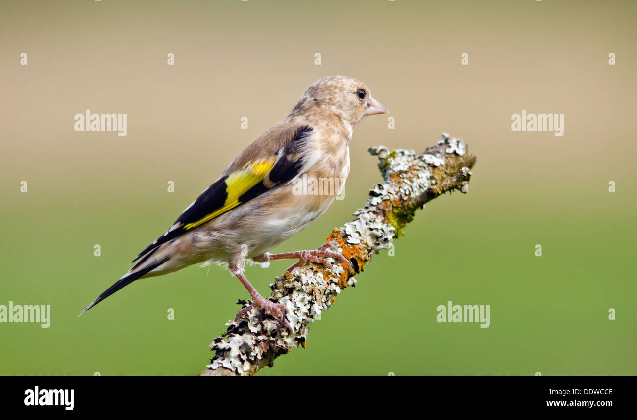 Goldfinch Stock Photo