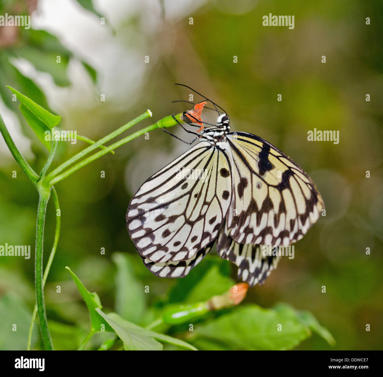 Paper Kite Butterfly Stock Photo Alamy