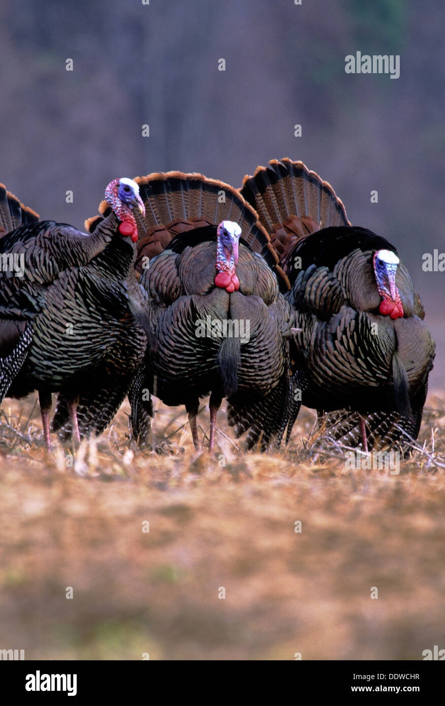 Wild Turkey Goblers strutting Stock Photo