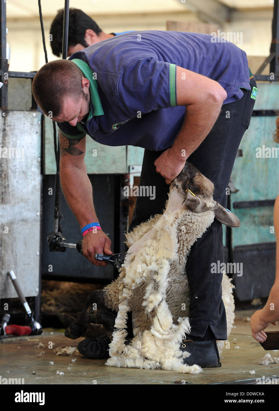 Sheep shearing uk hires stock photography and images Alamy