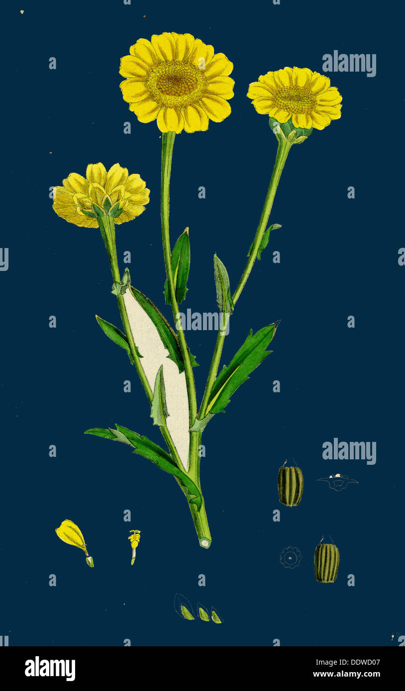 Chrysanthemum segetum; Corn Marigold Stock Photo
