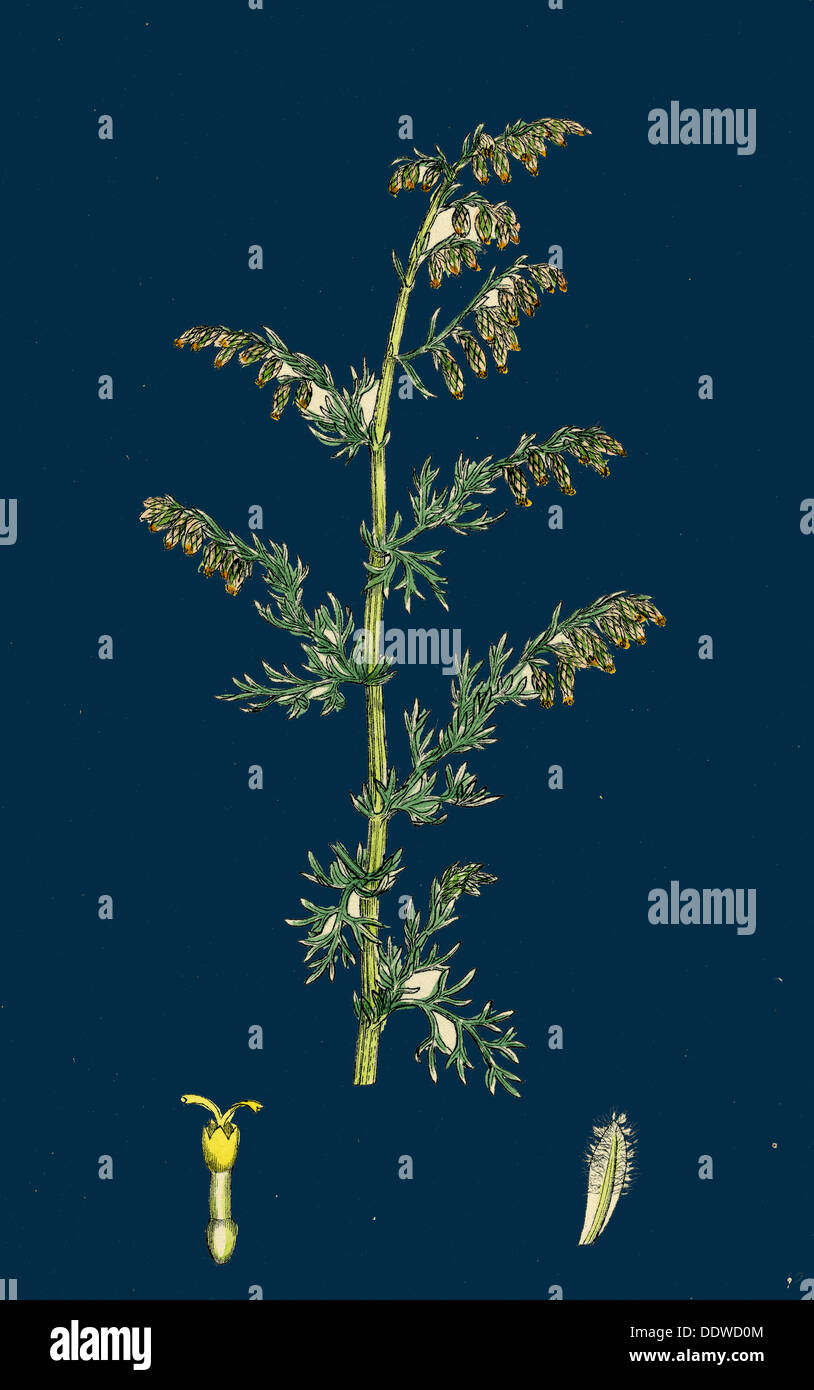 Artemisia maritima, var. genuina; Sea Wormwood, var. a. Stock Photo