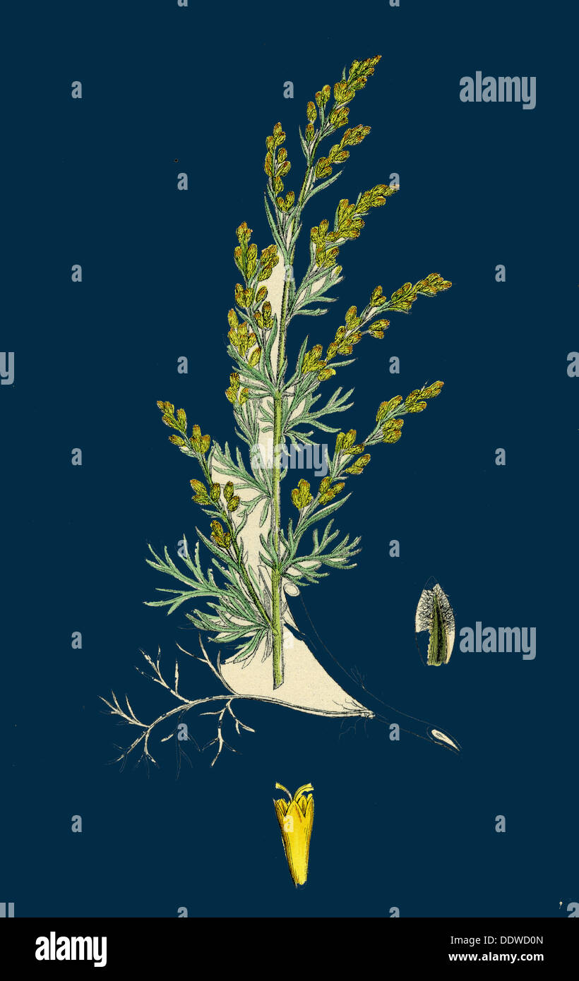 Artemisia maritima, var. gallica; Sea Wormwood, var. B. Stock Photo