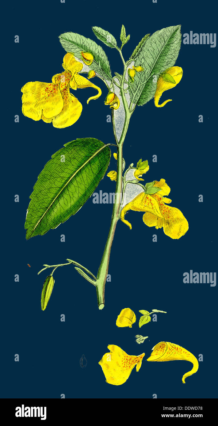 Impatiens Noli-me-tangere; Yellow Balsam Stock Photo - Alamy