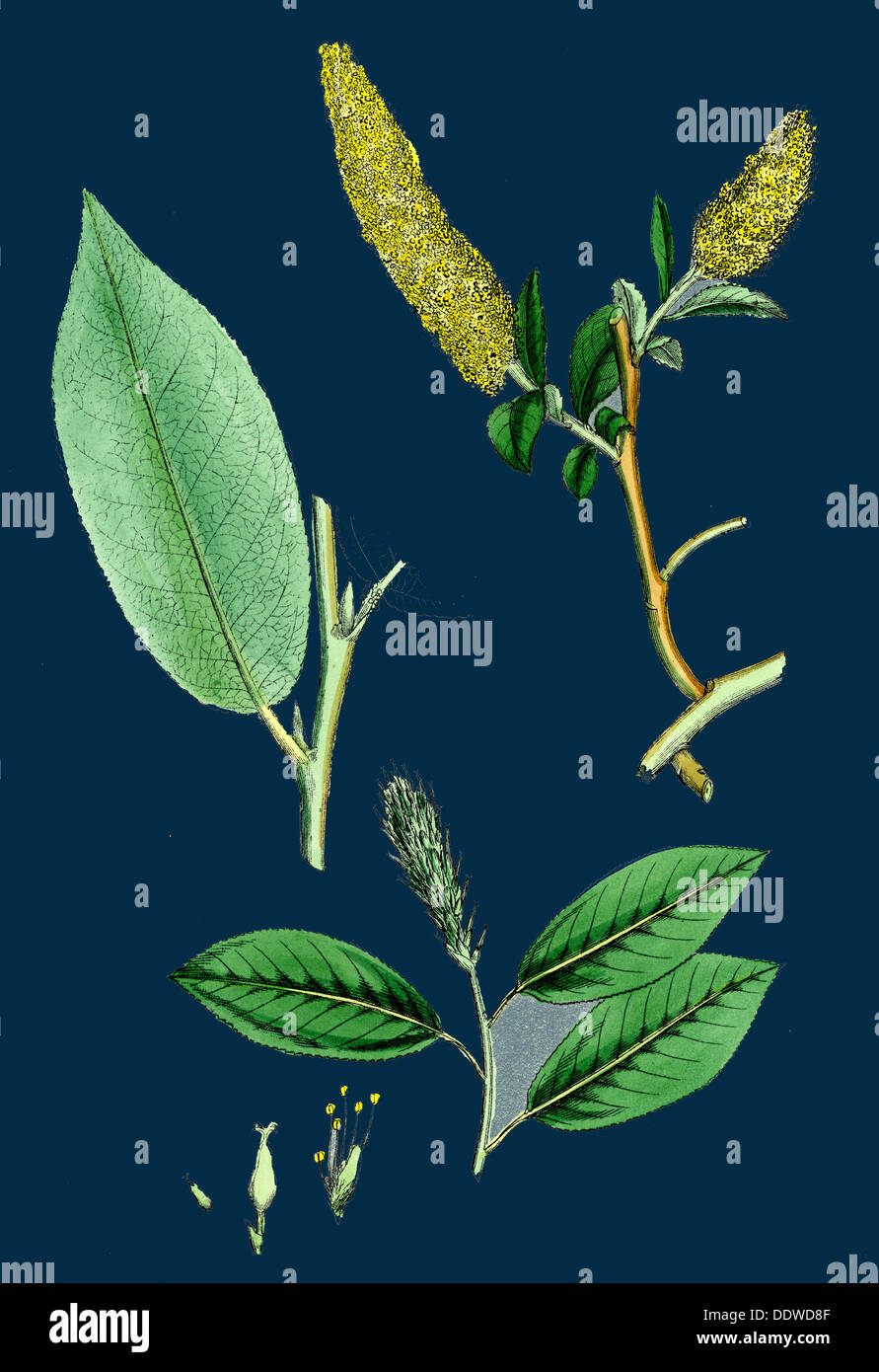 Salix pentandra; Bay-leaved Willow Stock Photo