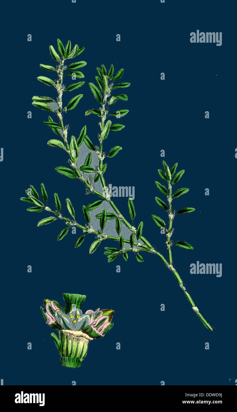 Polygonum aviculare, arenastrum; Common Knot-grass Stock Photo