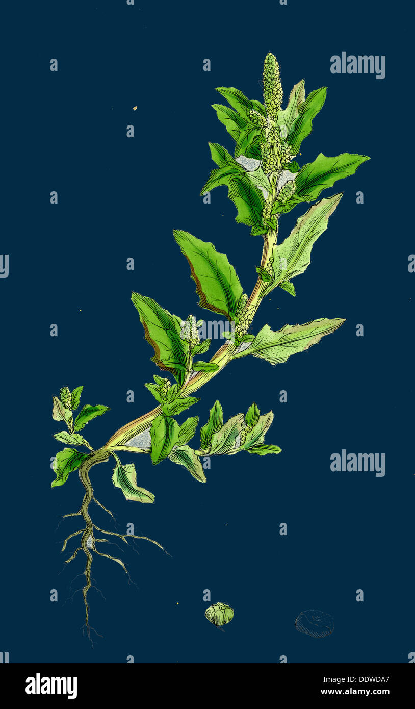 Chenopodium glaucum; Oak-leaved Goosefoot Stock Photo
