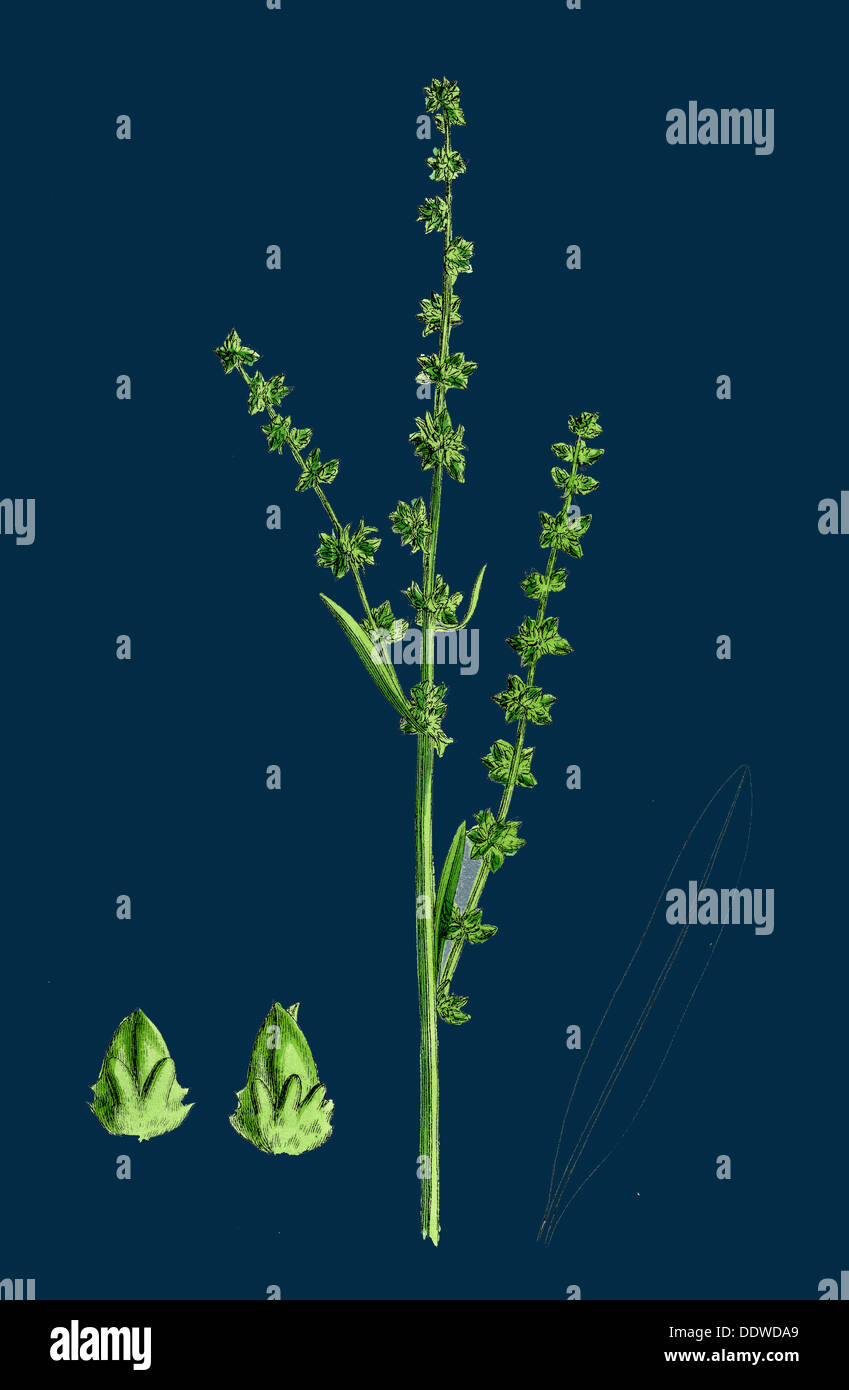 Atriplex littoralis, var. genuina; Grass-leaved Sea Orache, var. a. Stock Photo
