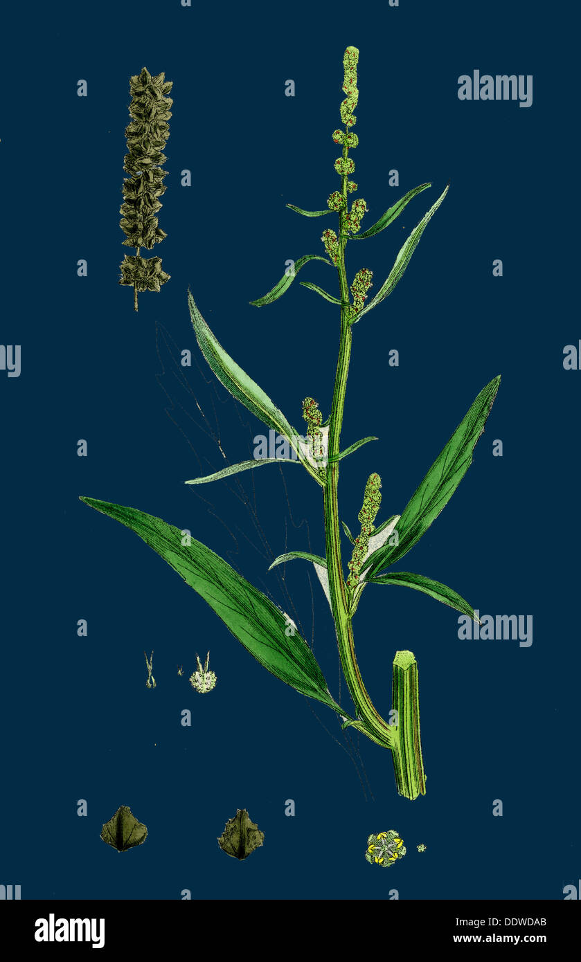 Atriplex littoralis, var. marina; Grass-leaved Sea Orache, var. B. Stock Photo
