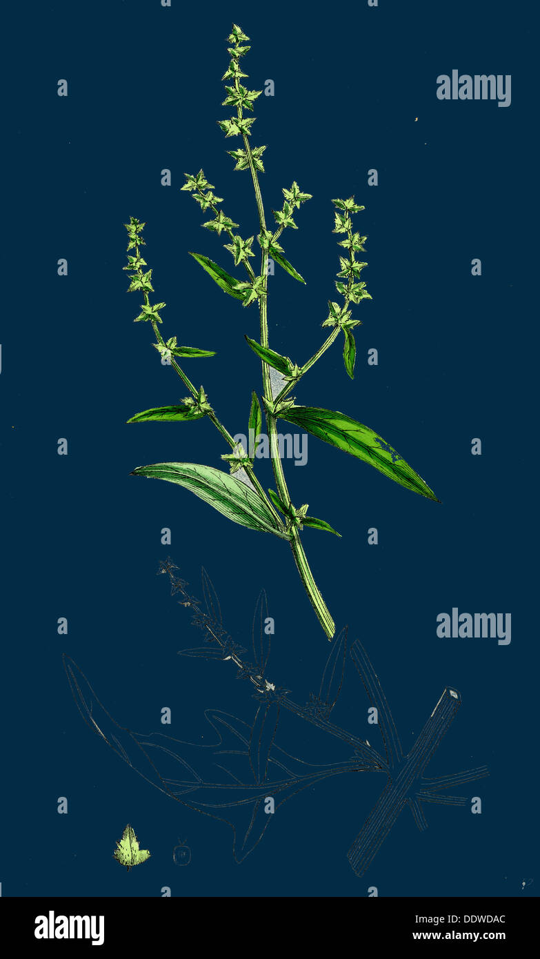 Atriplex patula, var. angustifolia; Narrow-leaved Orache, var. a. Stock Photo