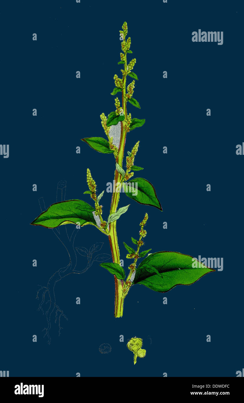 Chenopodium polyspermum, var. acutifolium; Many-sided Goosefoot, var. B. Stock Photo