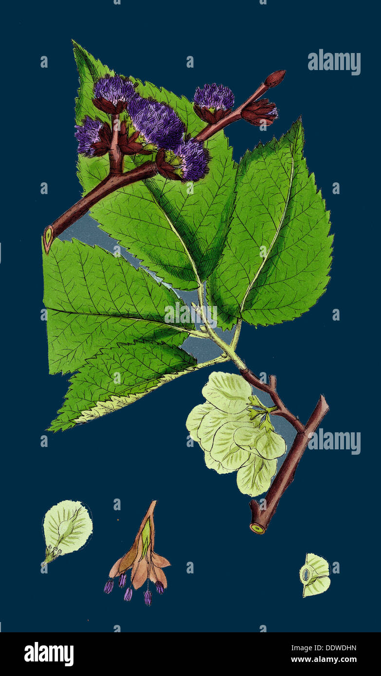 Ulmus montana hi-res stock photography and images - Alamy
