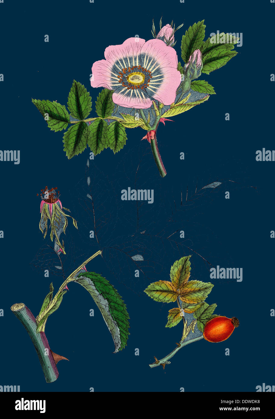 Rosa canina; Common Dog-Rose Stock Photo - Alamy