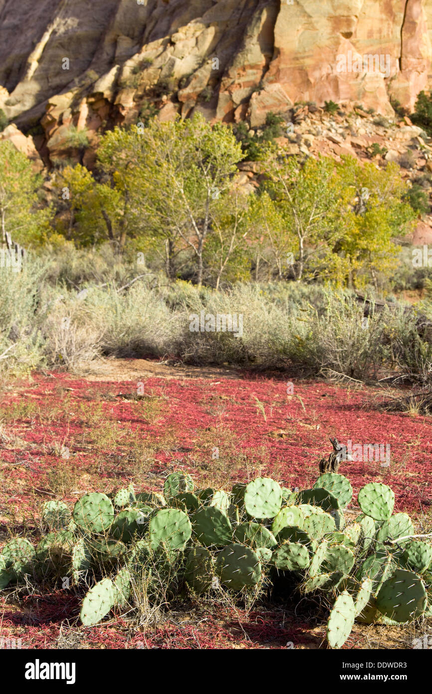 Detail Of Cacti Against Red Weeds Hi res Stock Photography And Images 