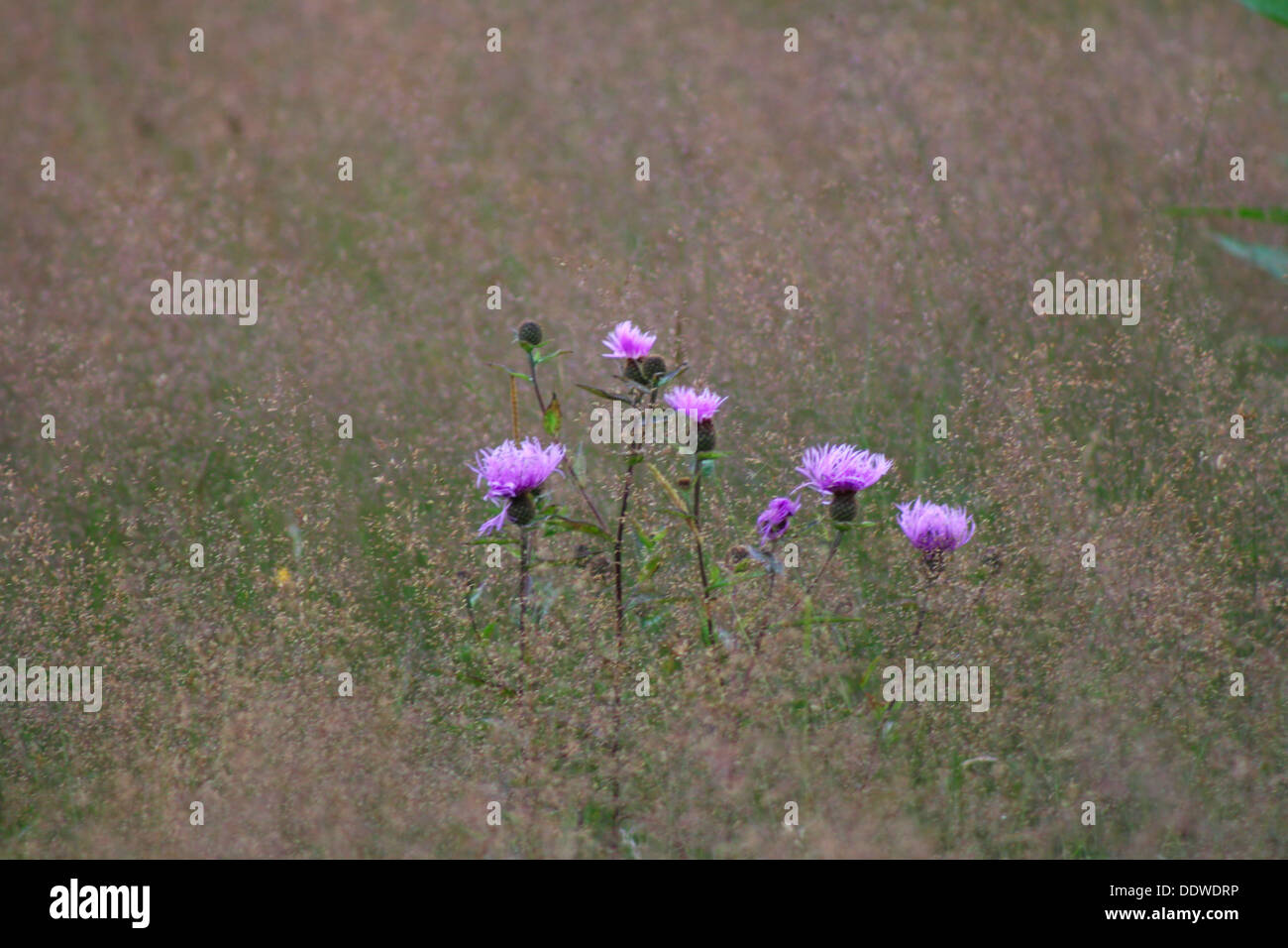 Purple flowers in meadow Stock Photo - Alamy