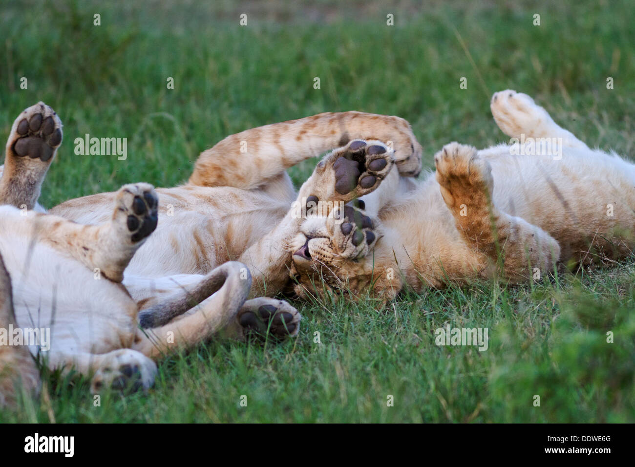 Two young lions rolling on their backs in the grass, paws intertwined in the air, playing, close up detail, Masai Mara, Kenya, E Stock Photo