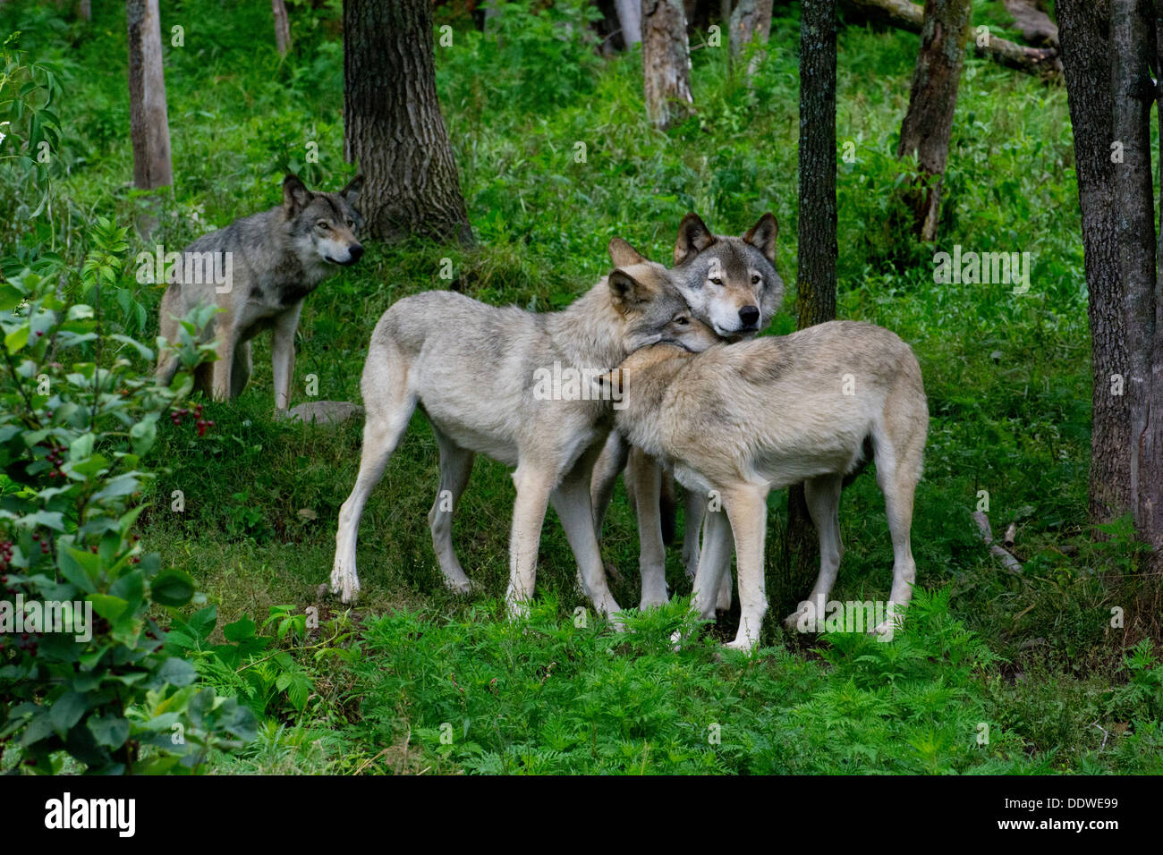 Wolves canis lupus in hi-res stock photography and images - Alamy