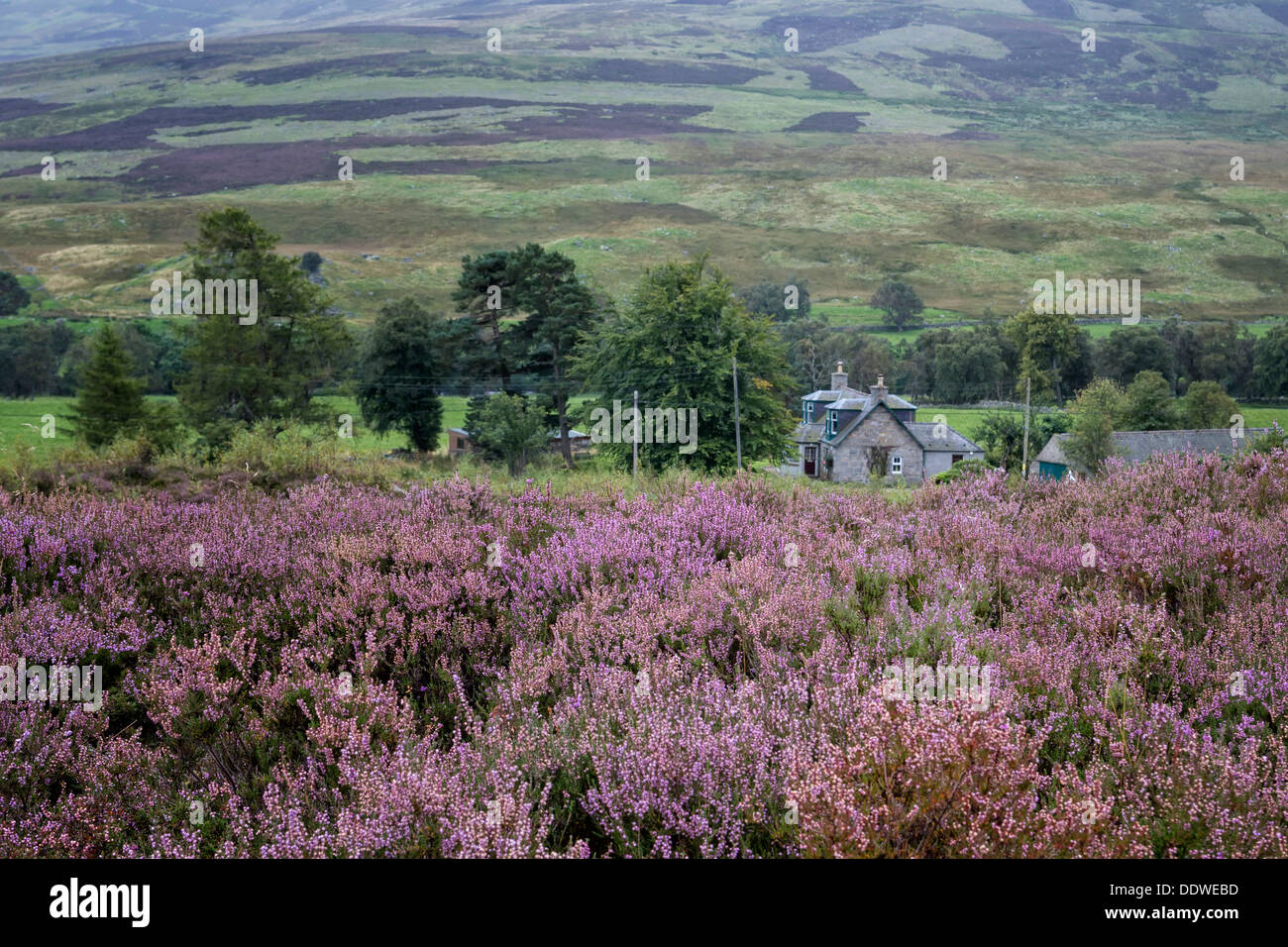 Glen Esk moorland heather view with stone farm house, Angus, Sco Stock Photo Alamy