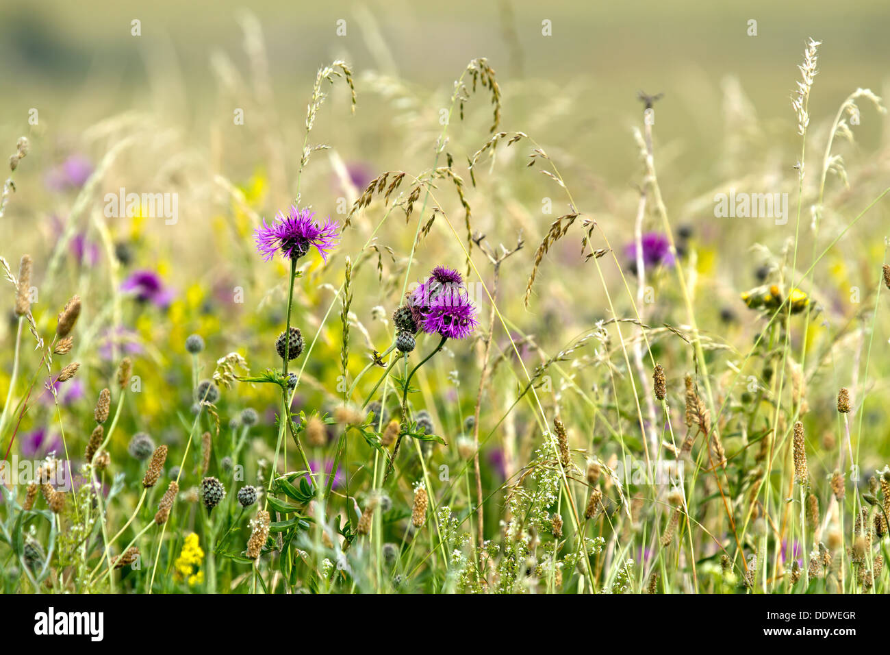 Summer Wildflower Meadow Stock Photo - Alamy