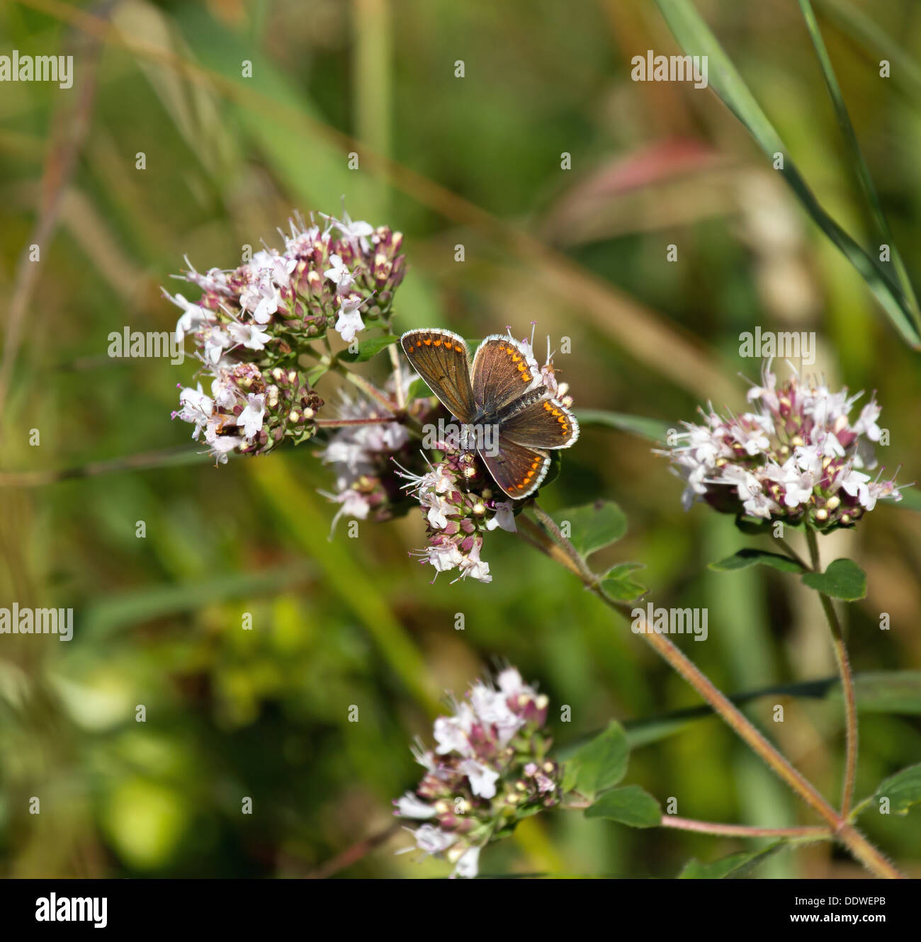 Brown Argus Butterfly Stock Photo