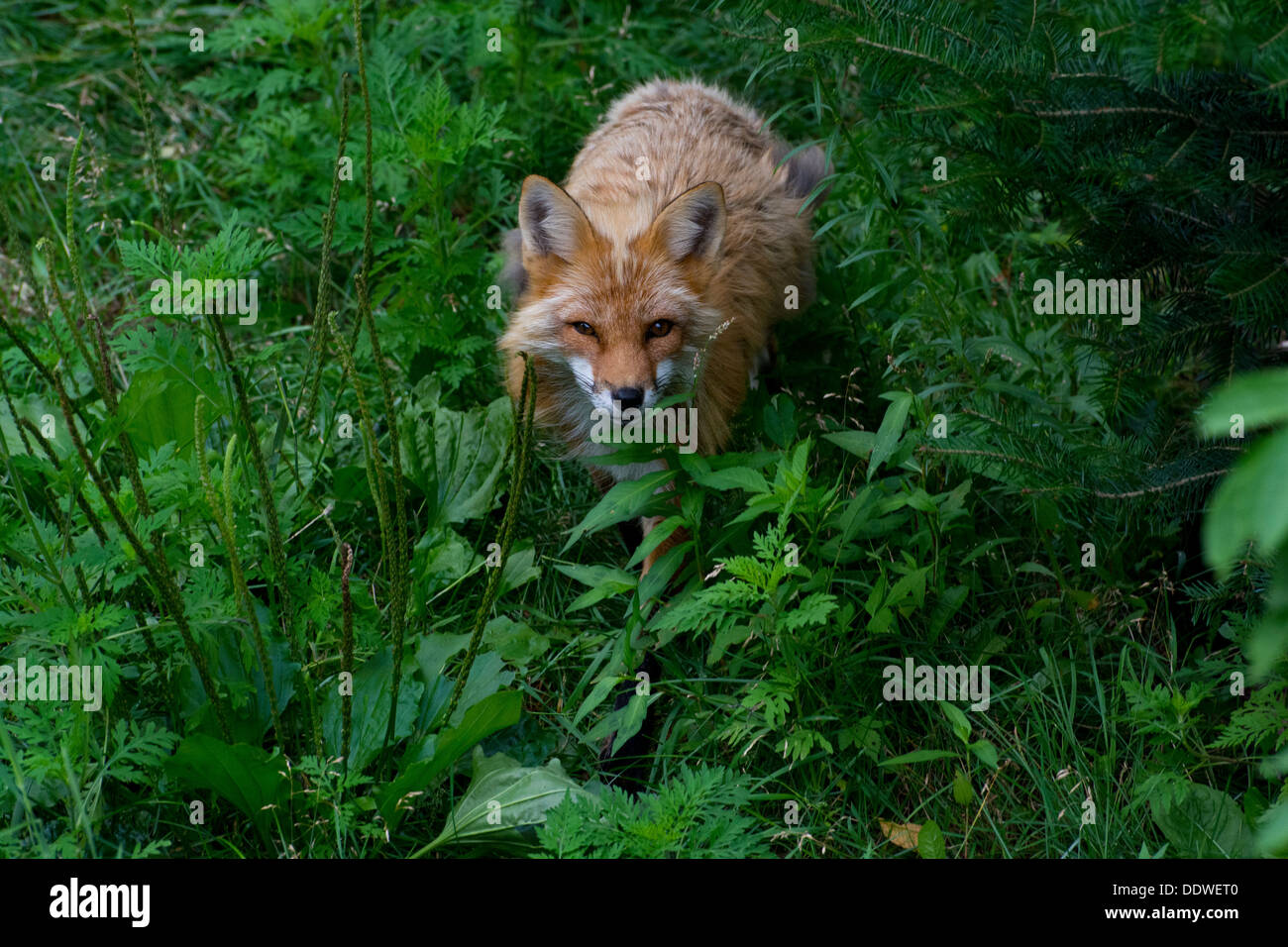 A Red Fox Stock Photo - Alamy