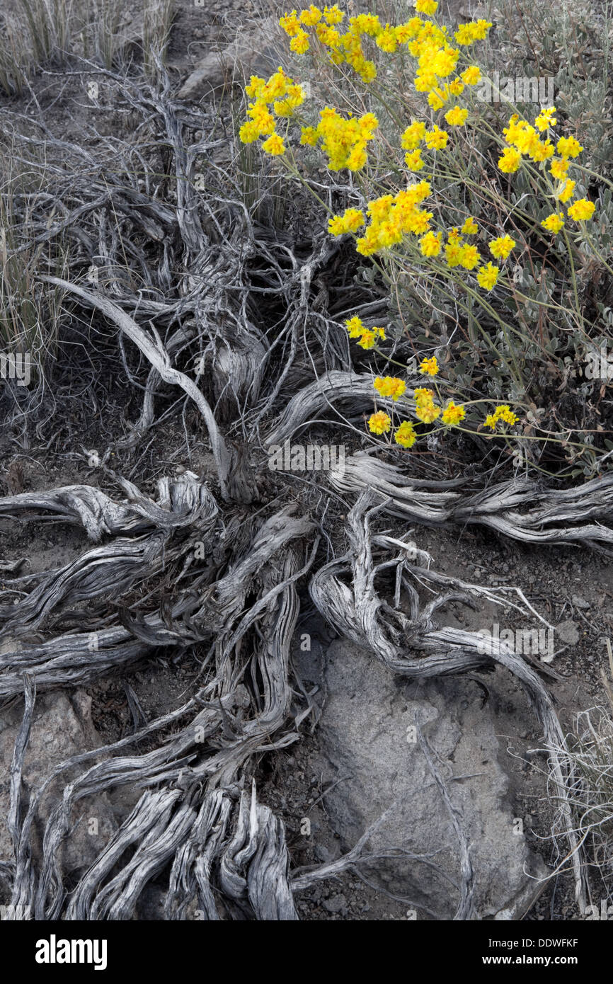 Detail of tree hi-res stock photography and images - Alamy