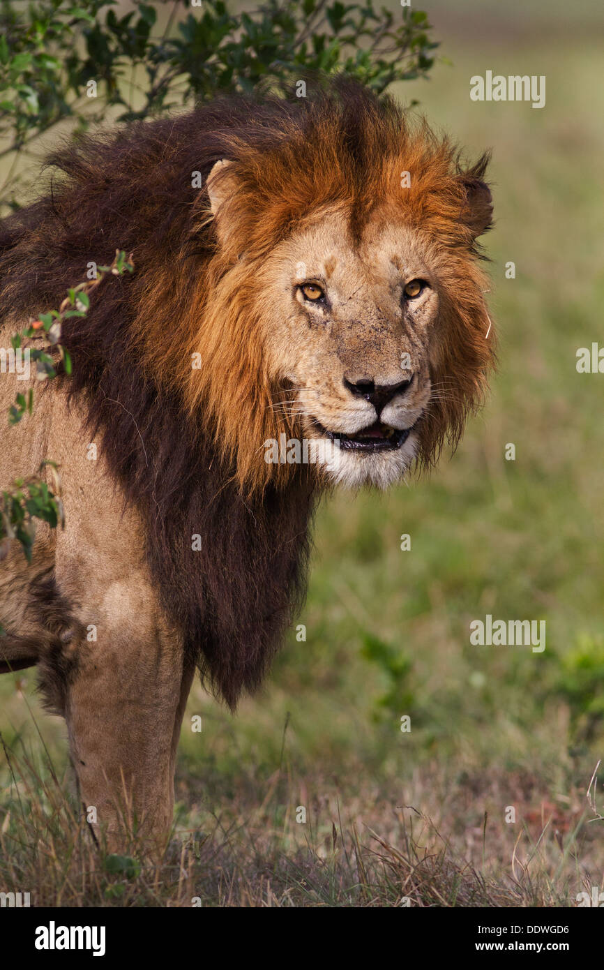 Lion face front standing hi-res stock photography and images - Alamy