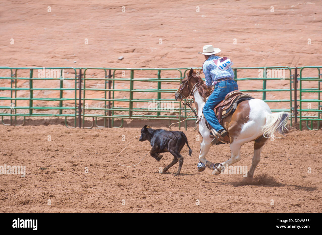 Gallup cow hires stock photography and images Alamy