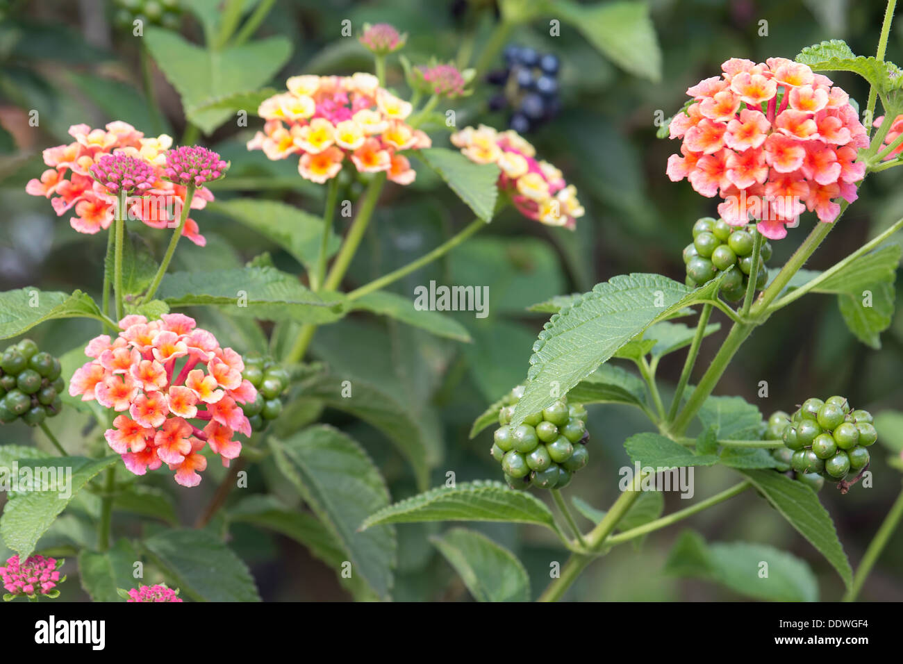 Lantana Flowers And Berries Bushes In Garden Stock Photo Alamy