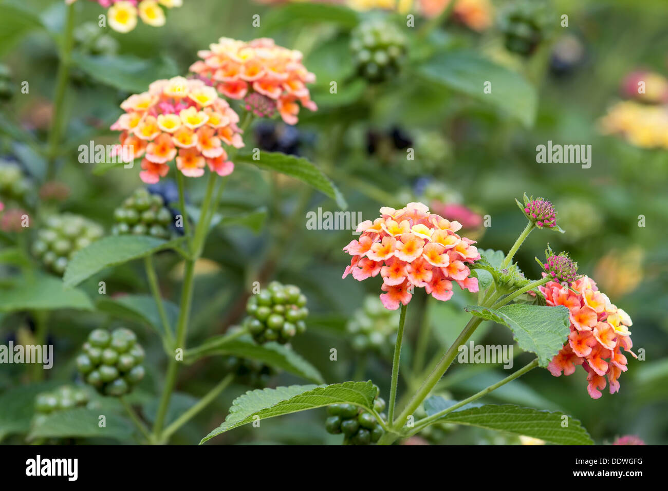 Lantana Flowers and Berries Plant Bushes in Garden Stock Photo