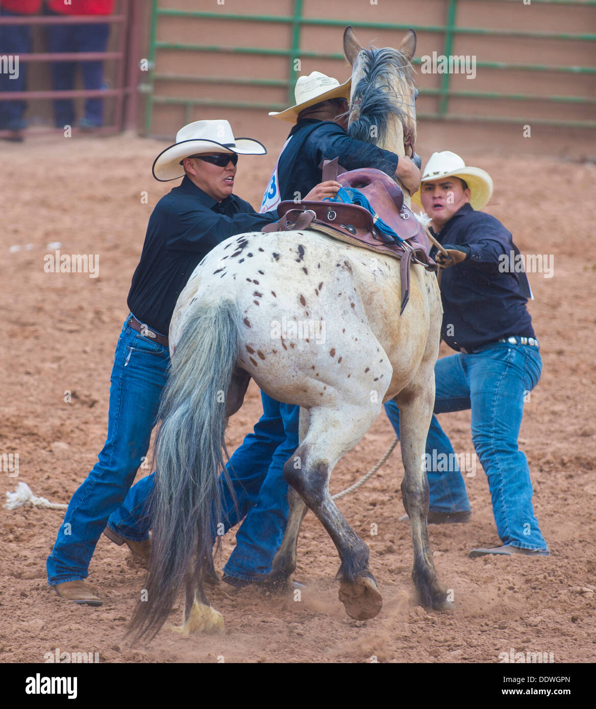 Cowboys Participates in a wild horse race Competition at the 92nd