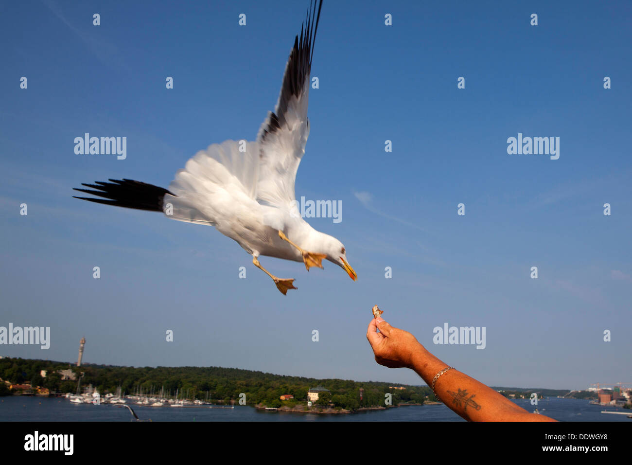 Seagull food hand hi res stock photography and images Alamy