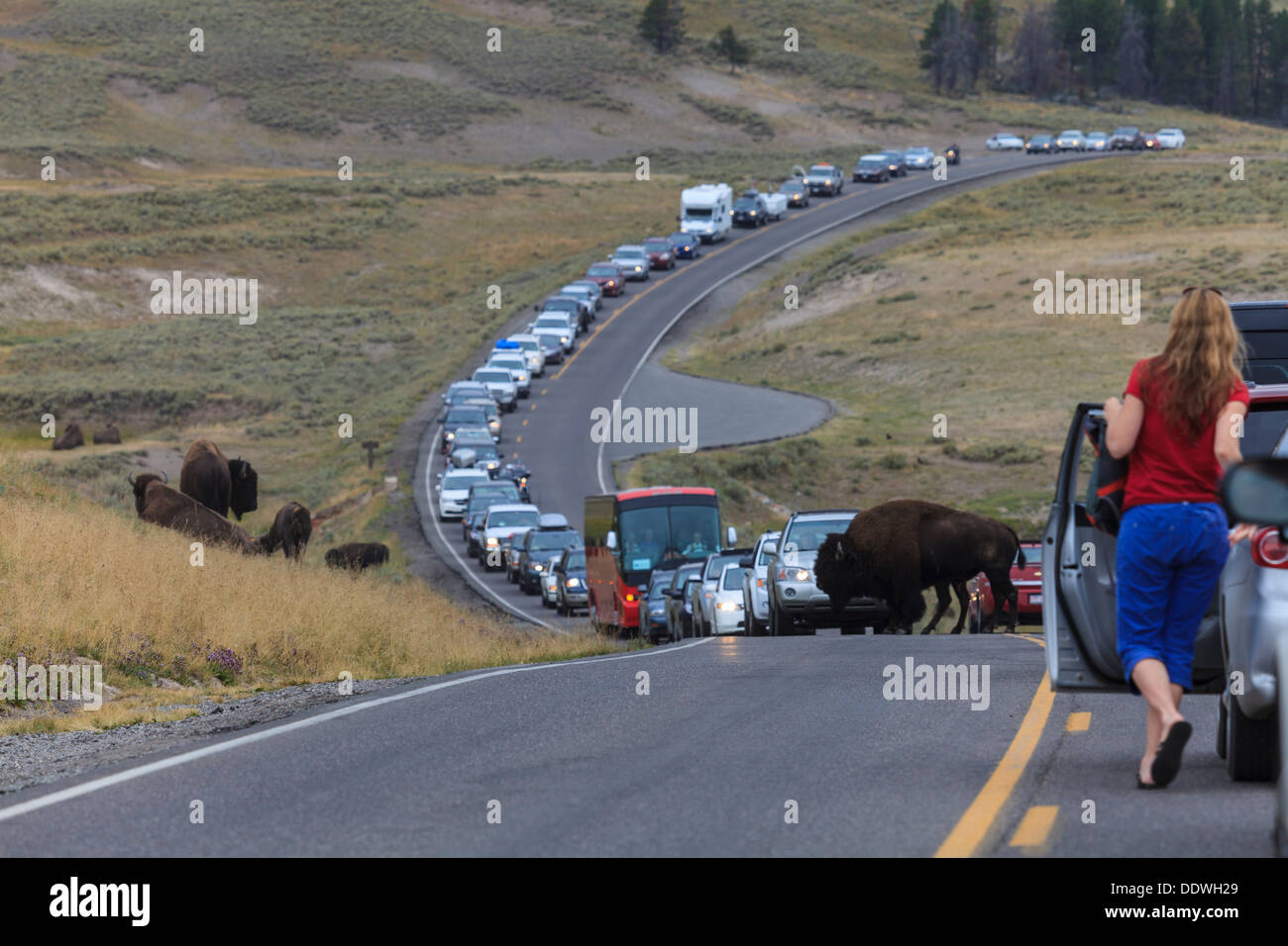 Traffic jam in Yellowstone National Park Stock Photo