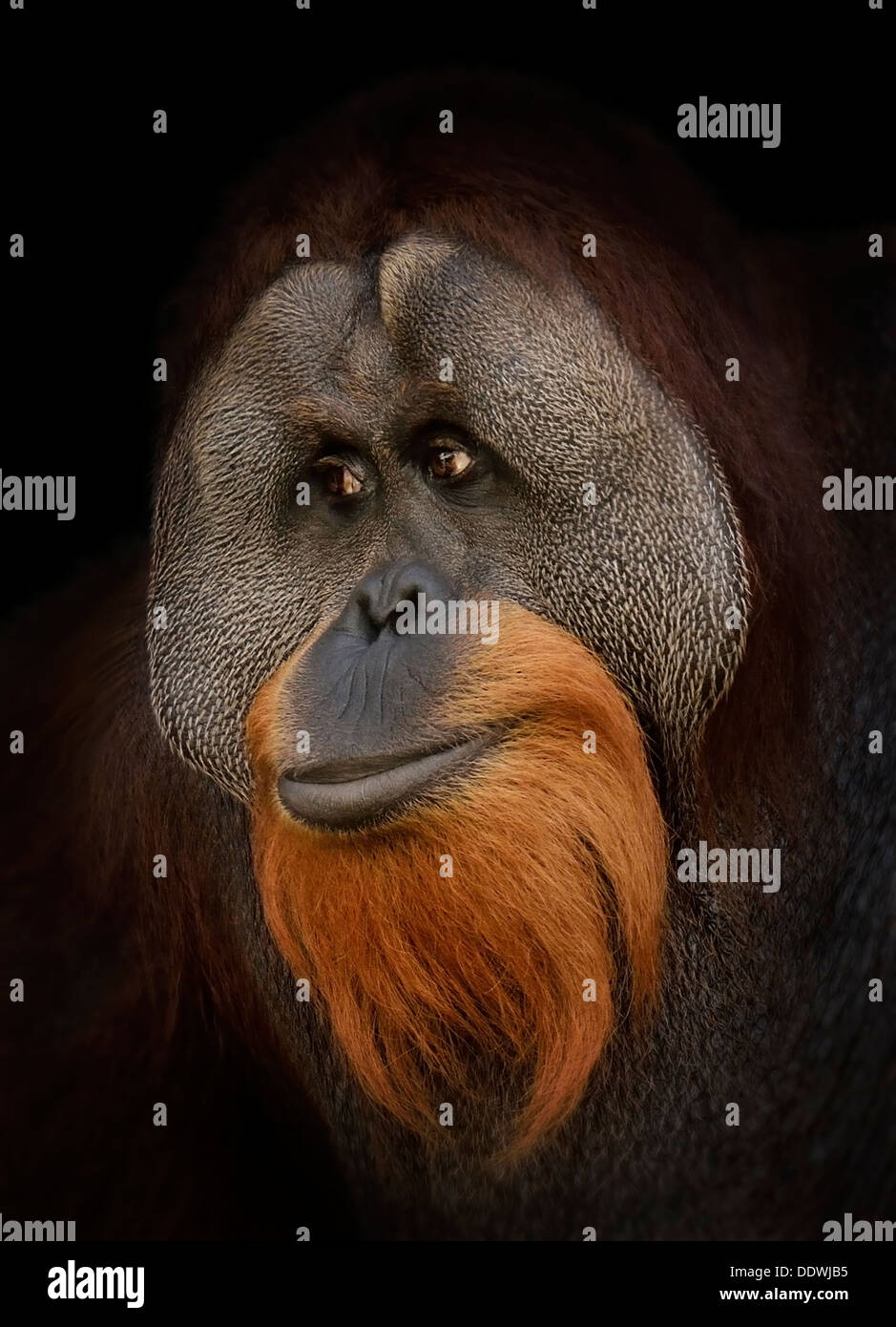 Orangutan Portrait , Close Up Shot Stock Photo