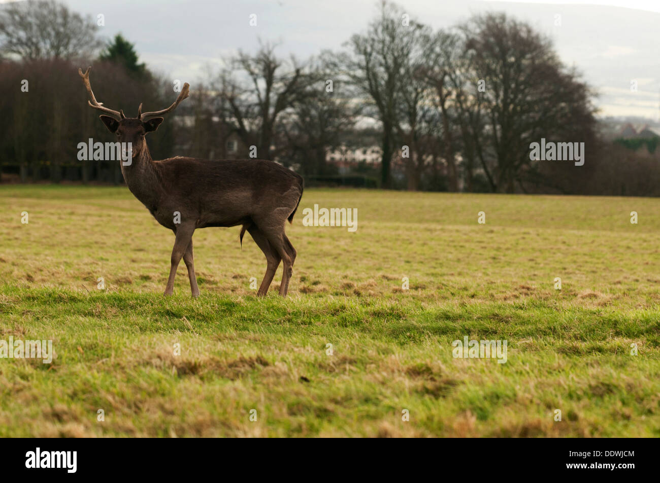 Deer are the ruminant mammals forming the family Cervidae Stock Photo