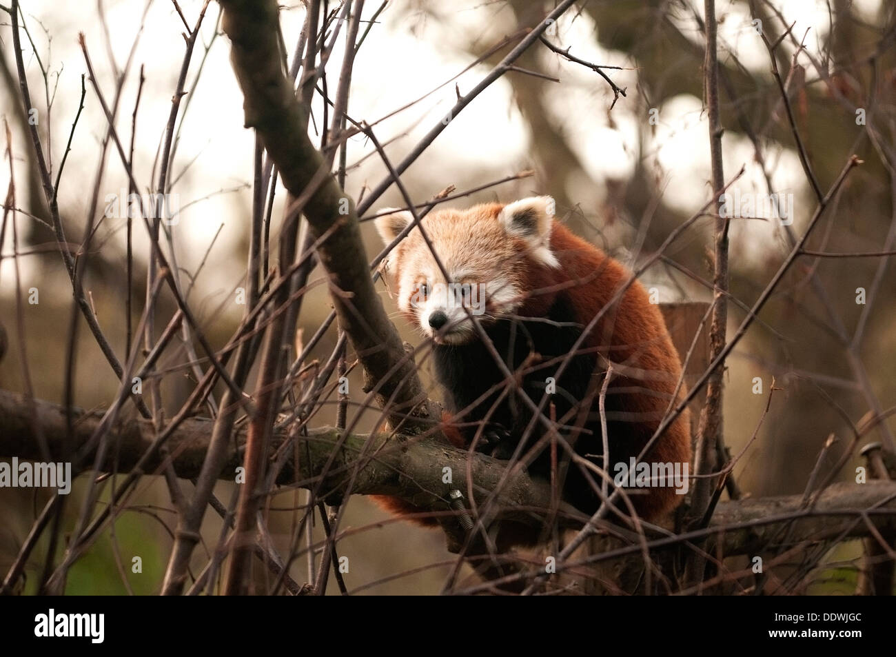 The red panda (Ailurus fulgens), also called lesser panda and red cat-bear, is a small arboreal mammal. Stock Photo