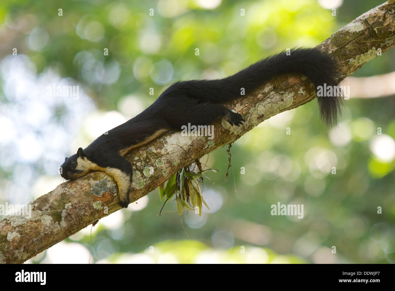 The black giant squirrel (or Malayan giant squirrel) (Ratufa bicolor) in Khao Yai National Park, Thailand. Stock Photo