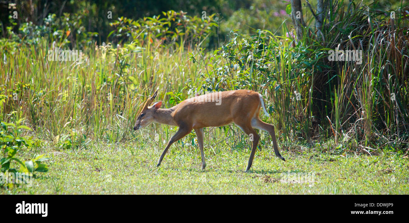 Male Red (or common) Muntjac Deer, Muntiacus muntjac, also known as a barking deer in Khao Yai, Thailand. Stock Photo