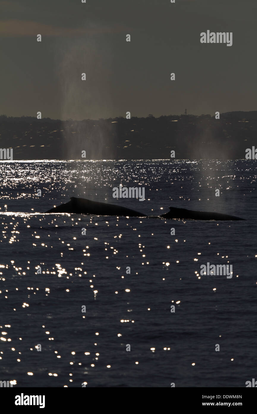 Humpback whale sydney harbour hi-res stock photography and images - Alamy