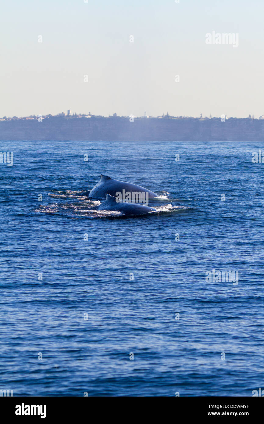 Two humpback whales surface in Sydney Harbour, New South Wales, Australia Stock Photo