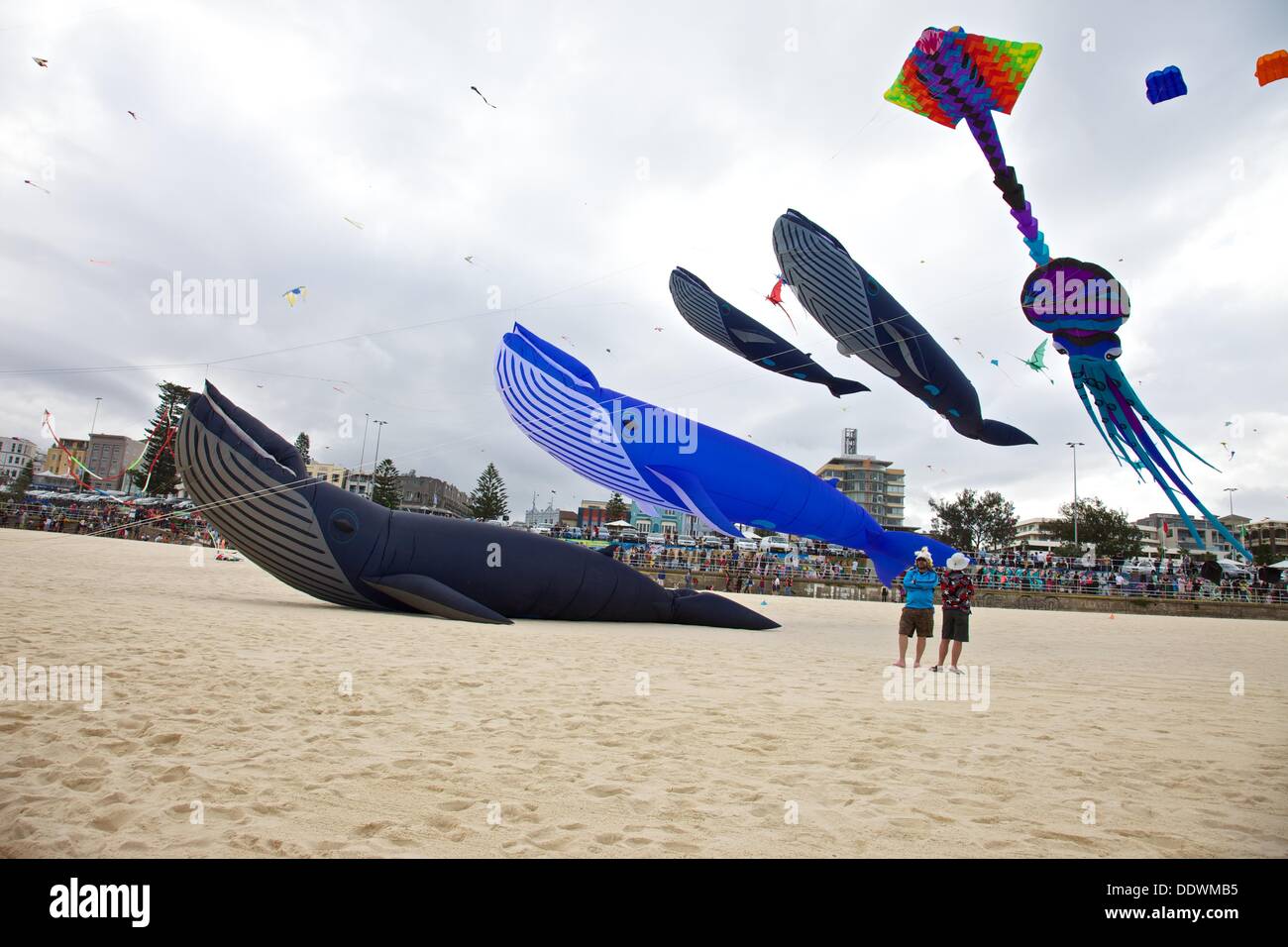 Bondi Beach, NSW, Sydney, Australia. 08th Sep, 2013. Kites flying Stock