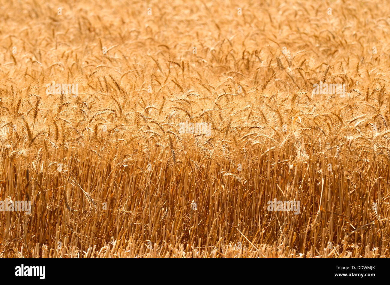 Wheat Field ready for harvest Stock Photo - Alamy