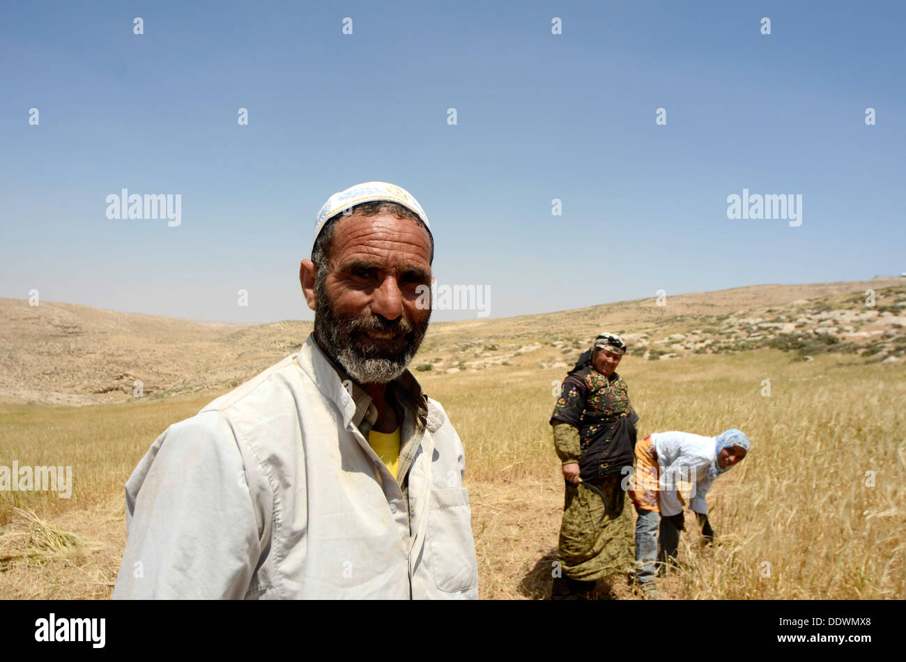 Manual wheat harvesting with a sickle Stock Photo Alamy
