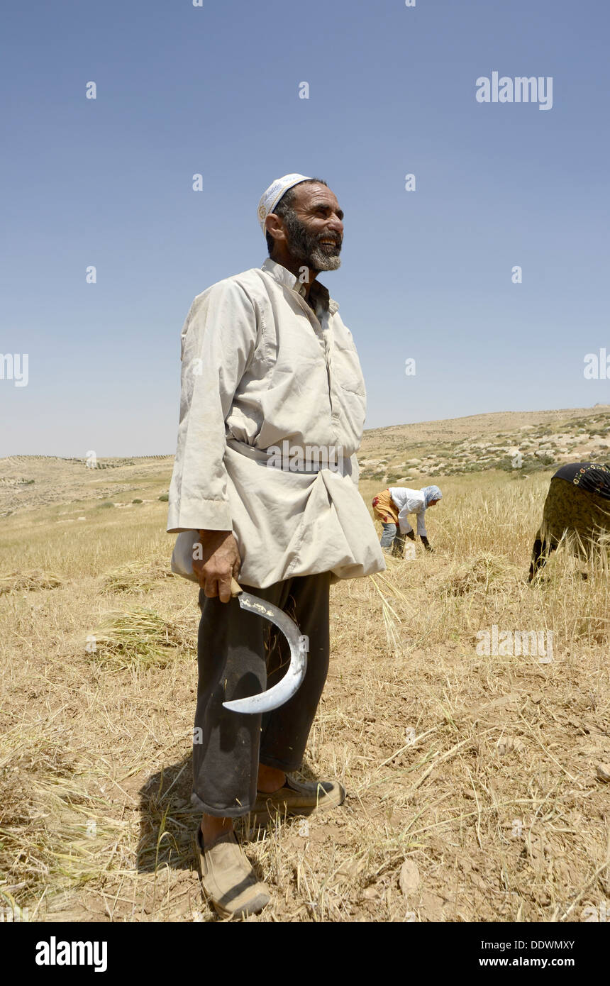 Manual wheat harvesting with a sickle Stock Photo Alamy